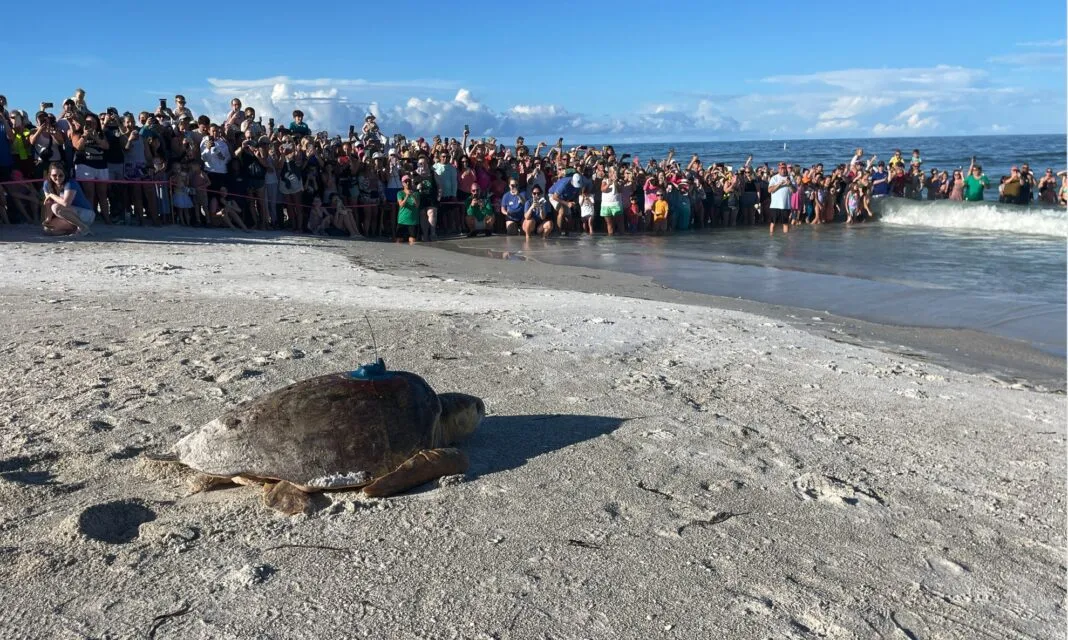Crowd gathered on the beach for Henrietta's turtle release