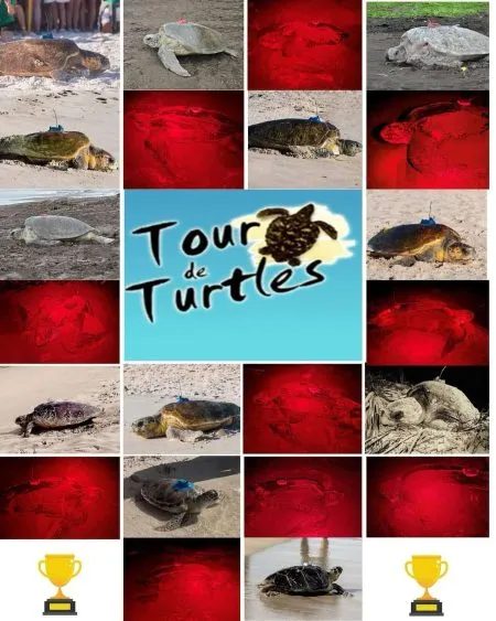 Vote For Your Favorite Sea Turtle in Tour de Turtles 2025 — Go Winnie! 🐢